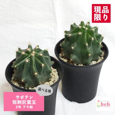 フェロカクタス（サボテン、多肉植物種類：サボテン）のおすすめ人気