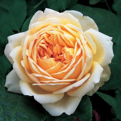 イングリッシュローズのおすすめ人気ランキングTOP100 - Yahoo