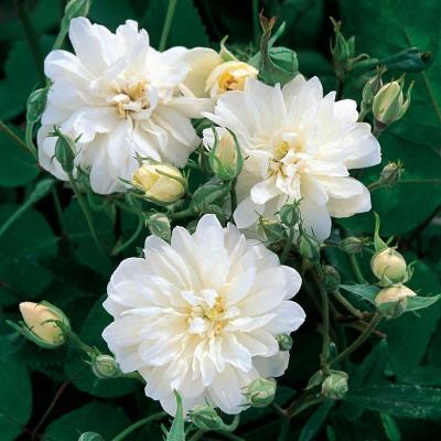 ガーデンピック（ローズ 薔薇）デコパージュ　ミニバラ　つるバラ　花柄　北欧雑貨 ガーデンピック（ローズ 薔薇）デコパージュ ミニバラ つるバラ 花柄