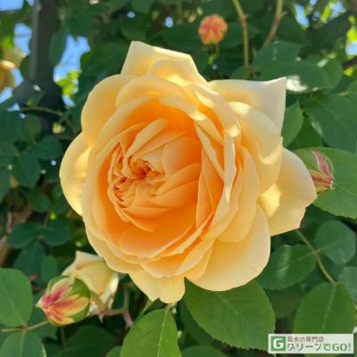 イングリッシュローズ 黄色のおすすめ人気商品一覧 通販 - Yahoo