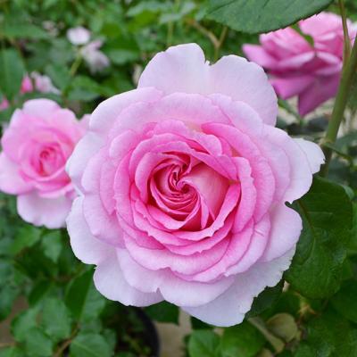 苗木の専門店 グリーンでGO! - 京成バラ園芸（日本）｜Yahoo!ショッピング