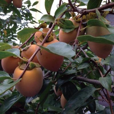 苗木の専門店 グリーンでGO! - 柿（かき）｜Yahoo!ショッピング