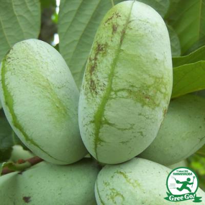 レア種ポポーの穂木（プレミアム）3種× 3本　 送料無料　※専用商品 苗 ポーポー」の人気商品一覧 | 安い商品を通販サイトから探す - 価格.com