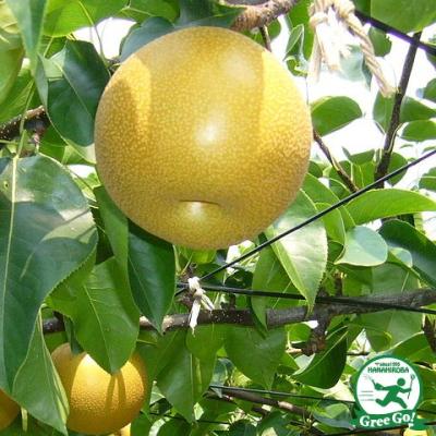 梨 苗 なるみのおすすめ人気商品一覧 通販 - Yahoo!ショッピング