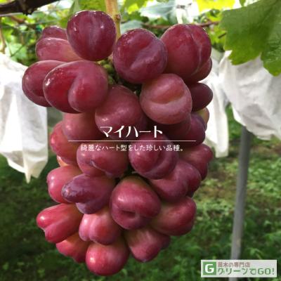 苗木の専門店 グリーンでGO! - ぶどう｜Yahoo!ショッピング