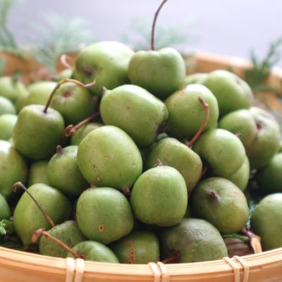 cheer出品❗ジャンボサルナシ4株お届けいたします。 cheer様専用出品