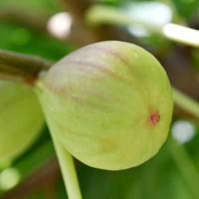 苗木の専門店 グリーンでGO! - イチジク｜Yahoo!ショッピング