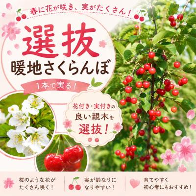 苗木・植木 さくらんぼの苗木 (暖地)実が付き15年生感謝セール中5/31