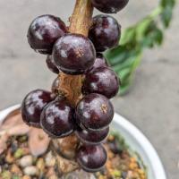 ジャボチカバ 苗 【大葉 四季成り性 ジャボチカバ】 3年生 接ぎ木