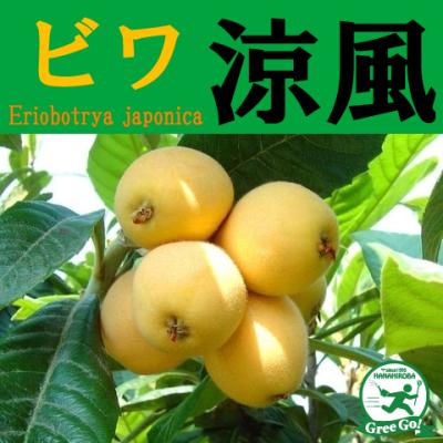 ビワの木のおすすめ人気ランキングTOP100 - Yahoo!ショッピング