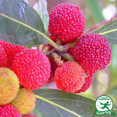 山桃のおすすめ人気ランキングTOP100 - Yahoo!ショッピング