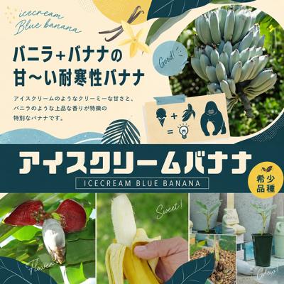 耐寒性バナナ苗のおすすめ人気商品一覧 通販 - Yahoo!ショッピング