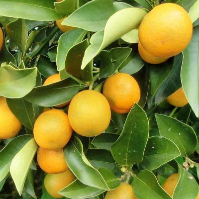 ぷちまる 金柑 苗（果樹の苗、苗木）｜苗木、植木 | 花、ガーデニング