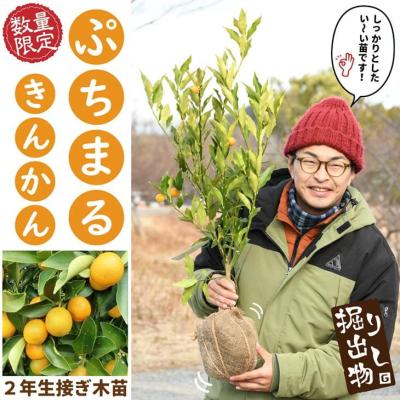 苗木の専門店 グリーンでGO! - ぷちまるきんかん｜Yahoo!ショッピング