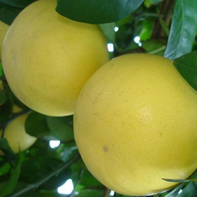 ポメロ（苗木、植木） | 花、ガーデニング のおすすめ人気商品一覧