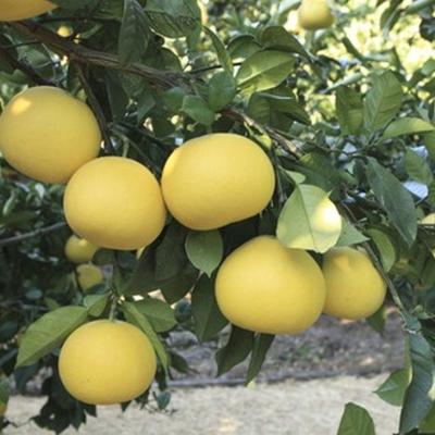 大玉文旦赤系・紅まどか2種　約15キロ 西島農園 l 【公式】 うまちょく便 | 静岡・山梨名物・特産品を通販で