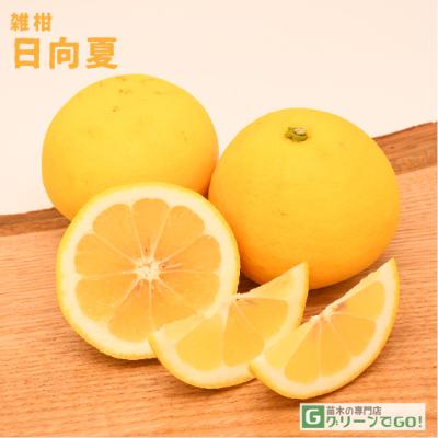 ニューサマーオレンジ日向夏（苗木、植木） | 花、ガーデニング の