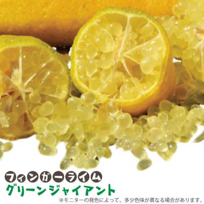 カラタチ の 苗のおすすめ人気商品一覧 通販 - Yahoo!ショッピング