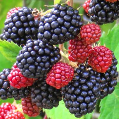 苗木の専門店 グリーンでGO! - ブラックベリー｜Yahoo!ショッピング