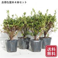 送料無料 さつき 苗 博多白 はかたしろ 4号ポット苗 4本セット 北海道 沖縄は送料無料適用外です Tn06 113n04p 01 4set 苗木の専門店 グリーンでgo 通販 Yahoo ショッピング