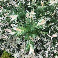 イヌコリヤナギ ハクロニシキ 0 5m10 5cmポット 8本セット 送料無料 当日出荷 1年間枯れ保証 葉や形を楽しむ木 トオヤマグリーン 通販 Yahoo ショッピング