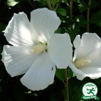 ムクゲ 苗 【白一重】 5号ポット苗 木槿 苗木 庭木 落葉樹 シンボルツリー  【 ムクゲ 5号ポ...