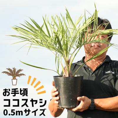 苗木の専門店 グリーンでGO! - お手頃価格のココスヤシ｜Yahoo