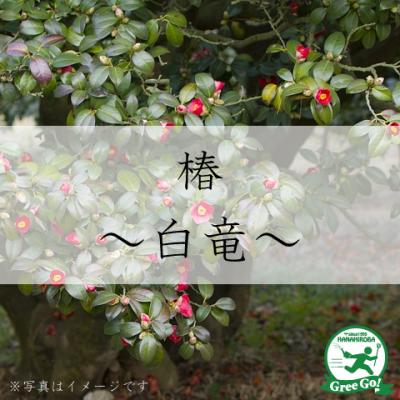 {急募}椿, ツバキ, 苗, ガーデニング, 苗木の専門店 グリーンでGO! - 椿（つばき）｜Yahoo!ショッピング