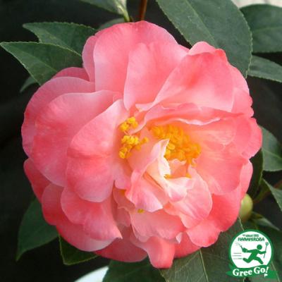 苗木の専門店 グリーンでGO! - 椿（つばき）｜Yahoo!ショッピング