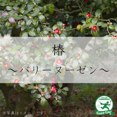 苗木の専門店 グリーンでGO! - 椿（つばき）｜Yahoo!ショッピング