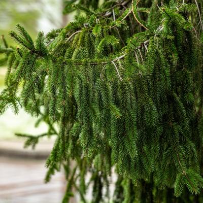 もみの木 苗（苗木、植木） | 花、ガーデニング のおすすめ人気商品