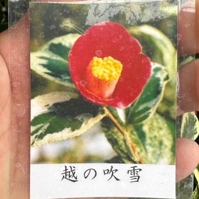 椿　ツバキ　白斑入り　７号陶器鉢つき　極上斑❗ 椿カレンダー1月「珍秀錦」、ツバキの白斑 山椿舎 - その他観葉植物
