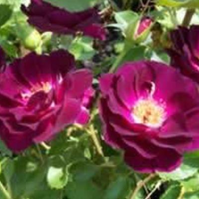 つるミニバラ（苗） | 花、ガーデニング のおすすめ人気商品一覧