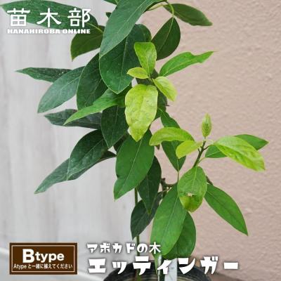 値下げ！アボカド接木 Aタイプ Bタイプ　2品種接木コンパクト 楽天市場】【ハス種】 アボカド Aタイプ 2年生 接木 苗木 単品 or 1500
