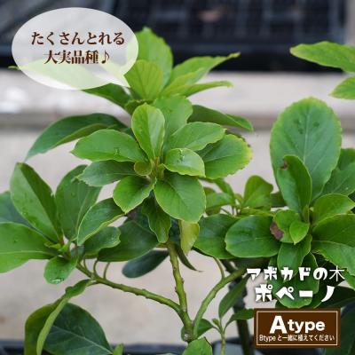 値下げ！アボカド接木 Aタイプ Bタイプ　2品種接木コンパクト 楽天市場】【ハス種】 アボカド Aタイプ 2年生 接木 苗木 単品 or 1500