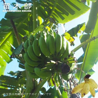 苗木部 花ひろばオンライン - 熱帯果樹苗 ( 沖縄,南国フルーツ苗など