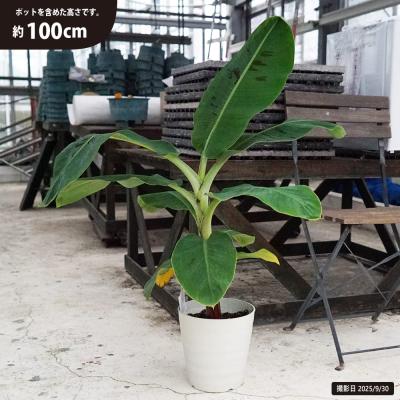 台湾バナナ（果樹の苗、苗木）｜苗木、植木 | 花、ガーデニング
