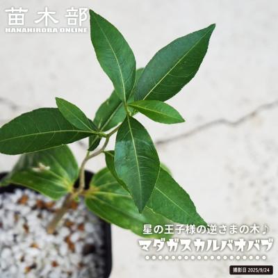 苗木部 花ひろばオンライン - コーデックス（塊根・塊茎植物）｜Yahoo
