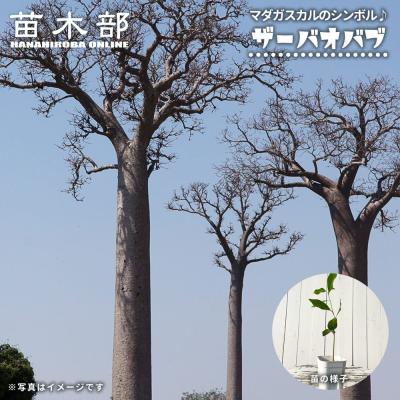 苗木部 花ひろばオンライン - コーデックス（塊根・塊茎植物）｜Yahoo