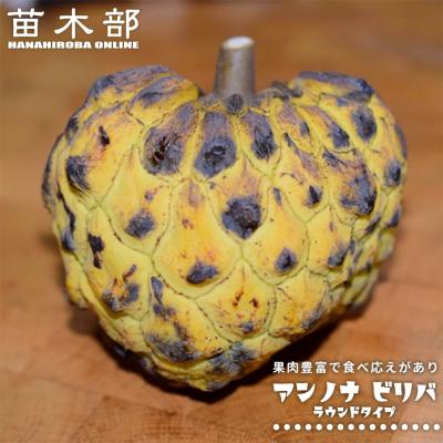 アテモヤ6キロ　ご自宅用に アテモヤのおすすめ人気商品一覧 通販 - Yahoo!ショッピング