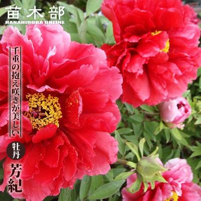 苗木部 花ひろばオンライン - ボタン｜Yahoo!ショッピング