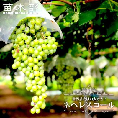 苗木部 花ひろばオンライン - 大苗シリーズ｜Yahoo!ショッピング