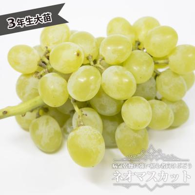 シャインマスカット 3年育成苗 販売開始してます 購入順発送 太め シャイン