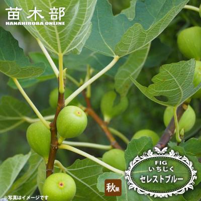 苗木部 花ひろばオンライン - イチジク｜Yahoo!ショッピング
