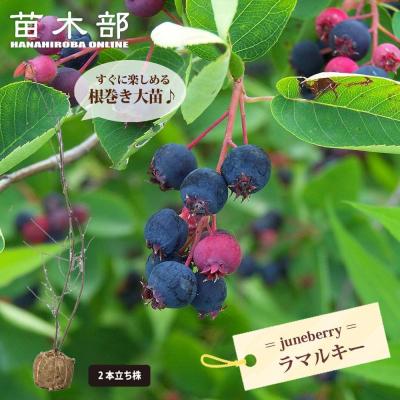 苗木部 花ひろばオンライン - ジューンベリー｜Yahoo!ショッピング