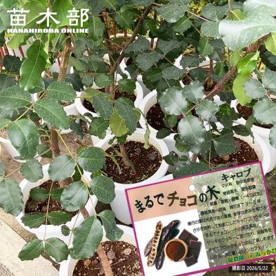 苗木部 花ひろばオンライン - 熱帯果樹苗 ( 沖縄,南国フルーツ苗など