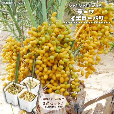 デーツ（花、ガーデニング）のおすすめ人気商品一覧 通販