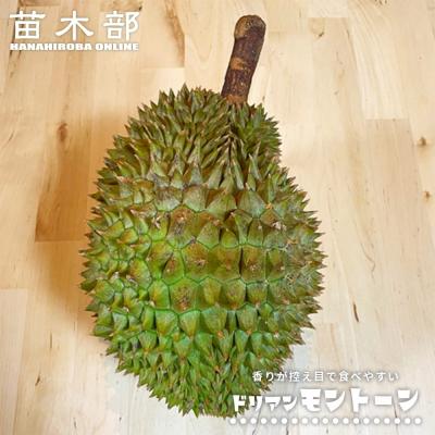 ドリアン 苗のおすすめ人気商品一覧 通販 - Yahoo!ショッピング