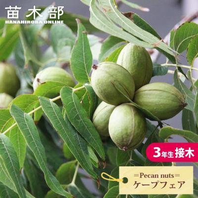 ピーカンナッツ（苗木、植木） | 花、ガーデニング のおすすめ人気商品