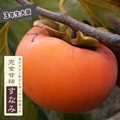 太秋柿 3年生苗木のおすすめ人気商品一覧 通販 - Yahoo!ショッピング